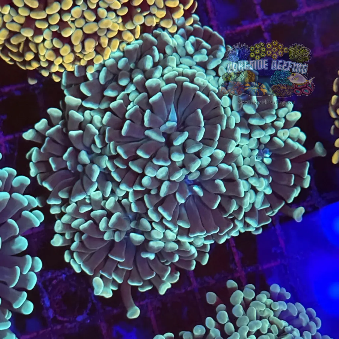Mint Green Hammer Coral R1B2