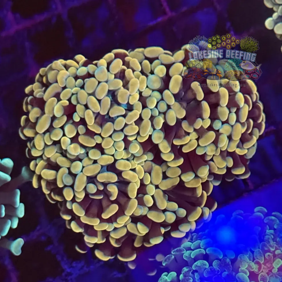 Gold Hammer Coral R1B3