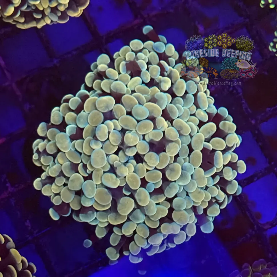 Gold Master Hammer Coral R1B4