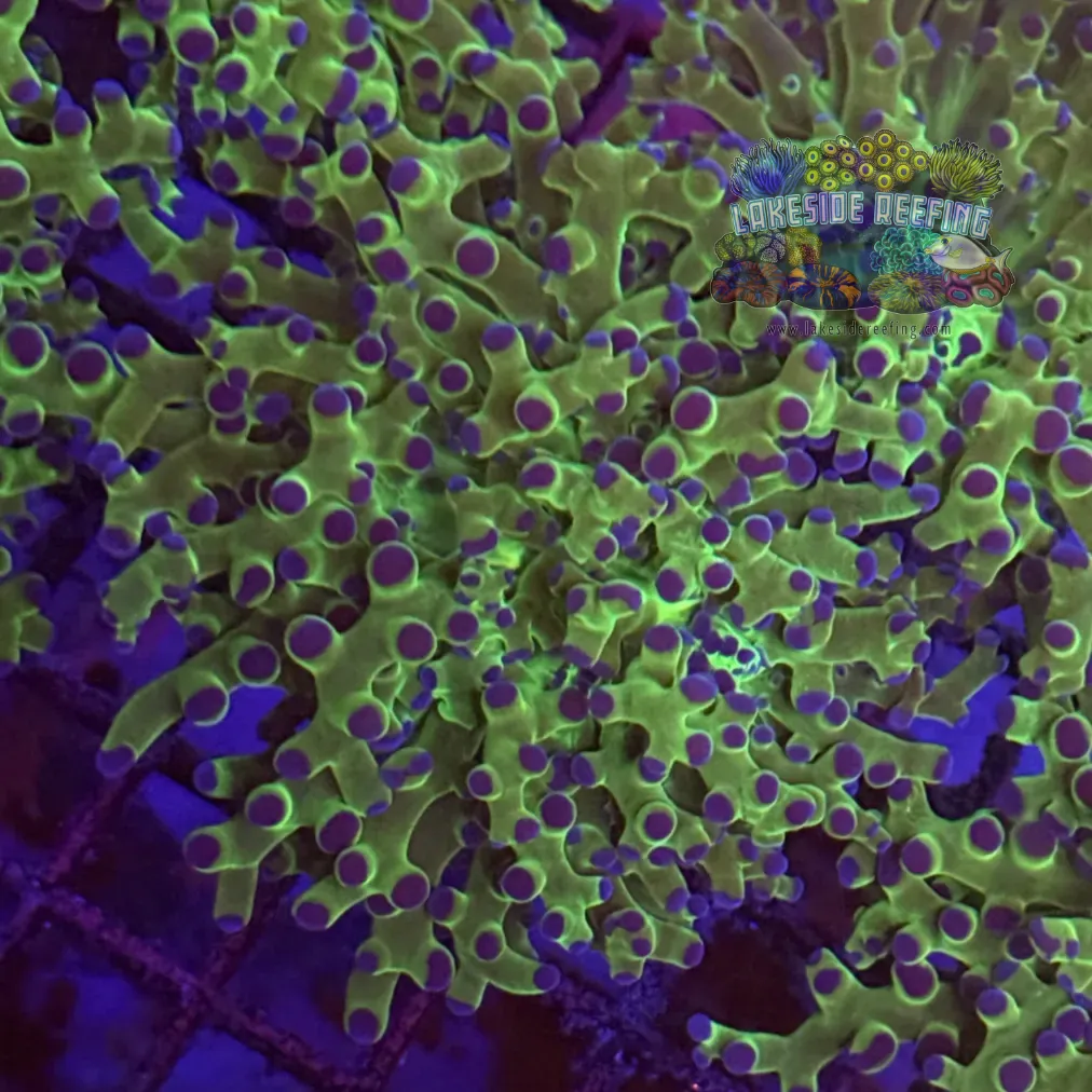 Toxic Green Blue Tipped Frogspawn Coral R1B7