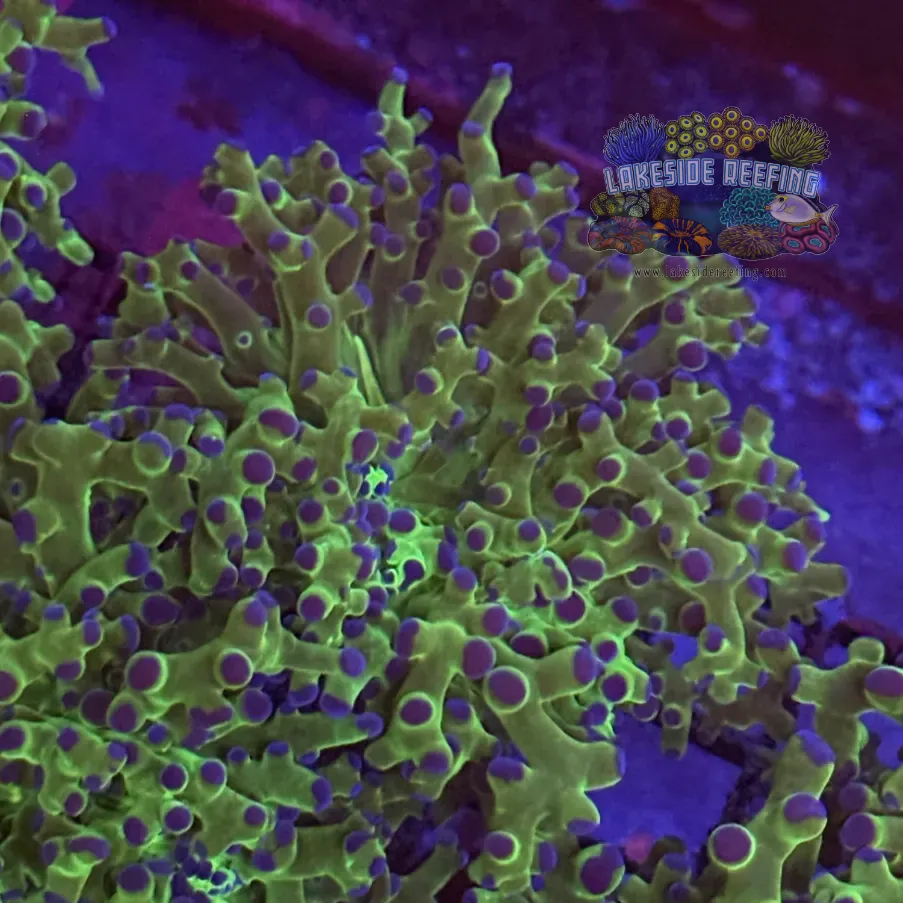 Toxic Green Blue Tipped Frogspawn Coral R1B8