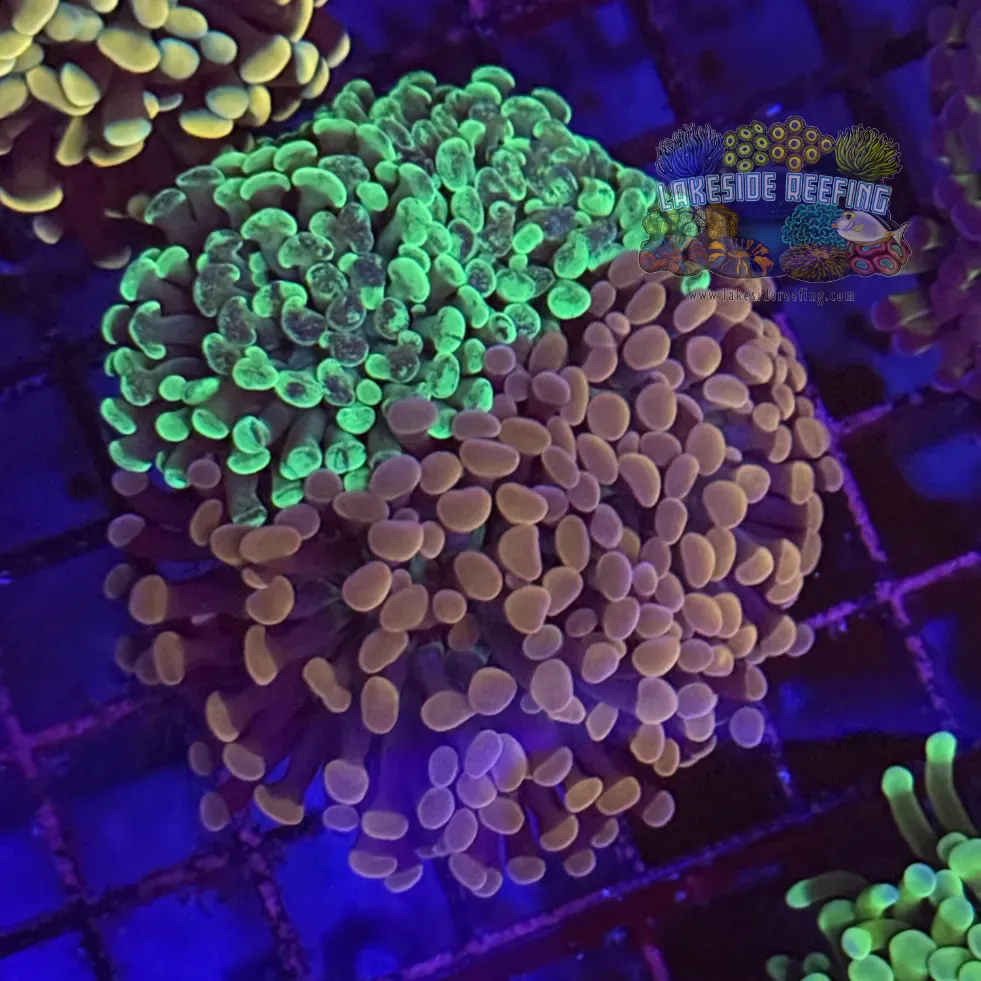 Toxic Splatter and Rose Gold Hammer Coral Plate R1C3