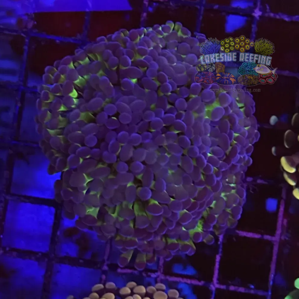 Metallic Bi Color Hammer Coral R1C4