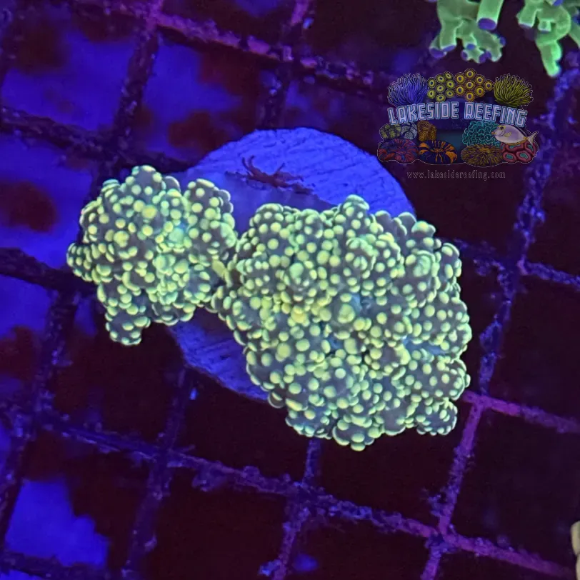 Yellow Tipped Yaeyaemaensis Coral R1C5