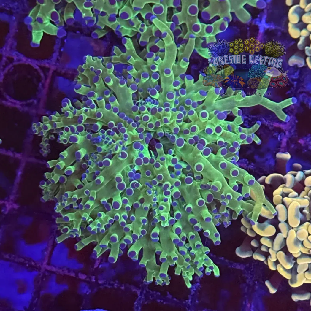 Toxic Green and Blue Tipped Frogspawn Coral R1C6