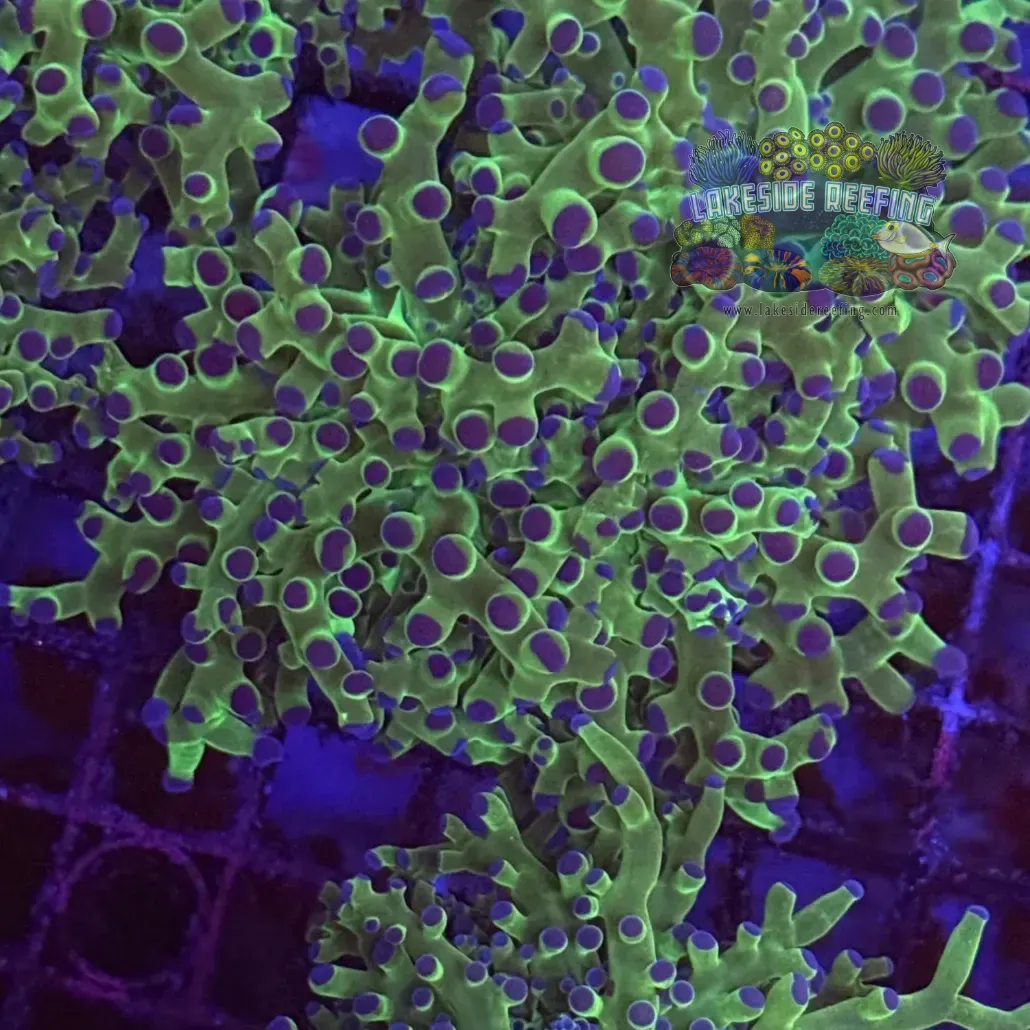 Toxic Green and Blue Tipped Frogspawn Coral R1C7