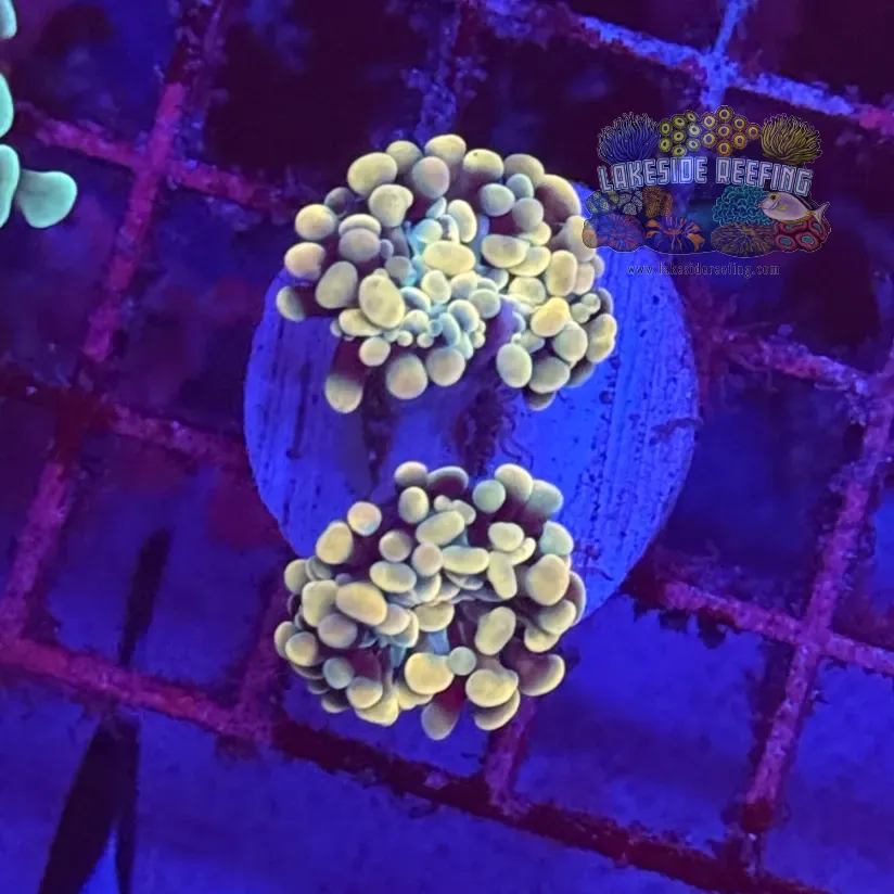 Branching Gold Hammer Coral R2A1