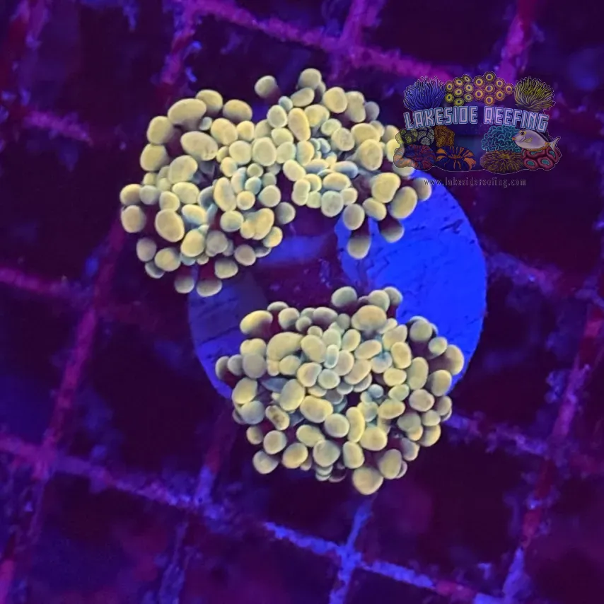 Branching Gold Hammer Coral R2A2