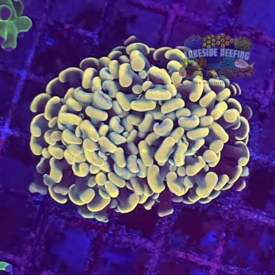 Branching Gold Hammer Coral R2A8