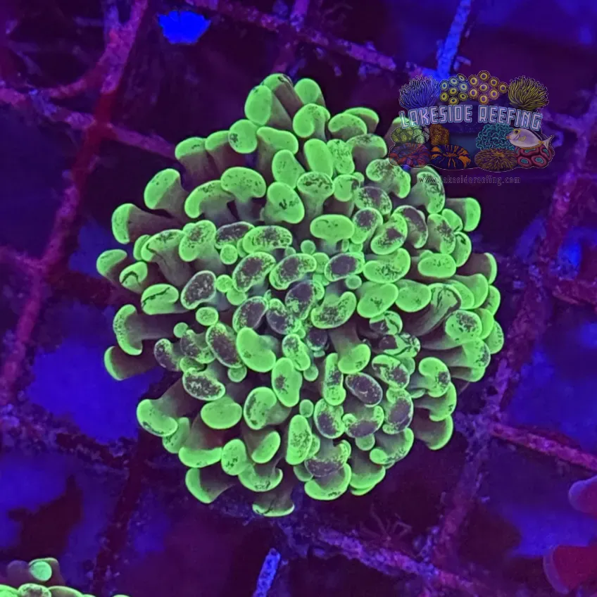 Branching Toxic Splatter Hammer Coral R2B3