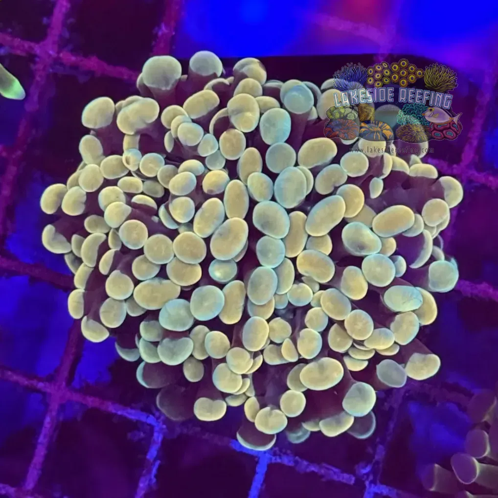 Branching Gold Master Hammer Coral R2B4