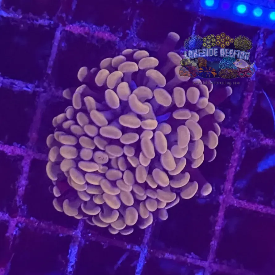 Branching Rose Gold Hammer Coral R2B6