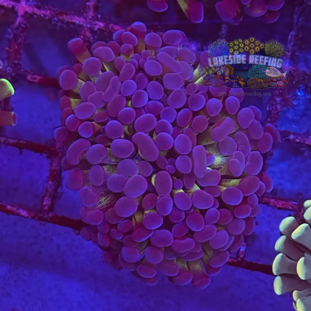 Branching Bi Color Electro Hammer Coral R2C1