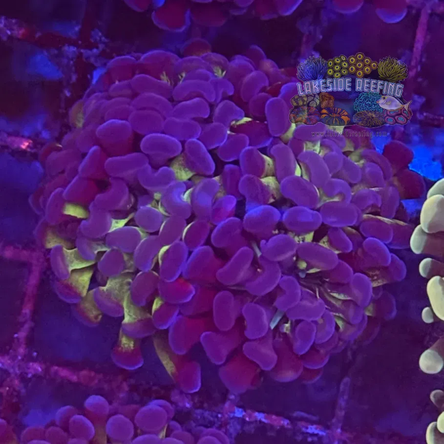 Branching Bi Color Electro Hammer Coral R2C2