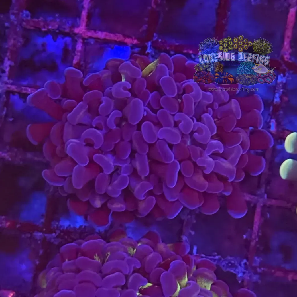 Branching Bi Color Electro Hammer Coral R2C3