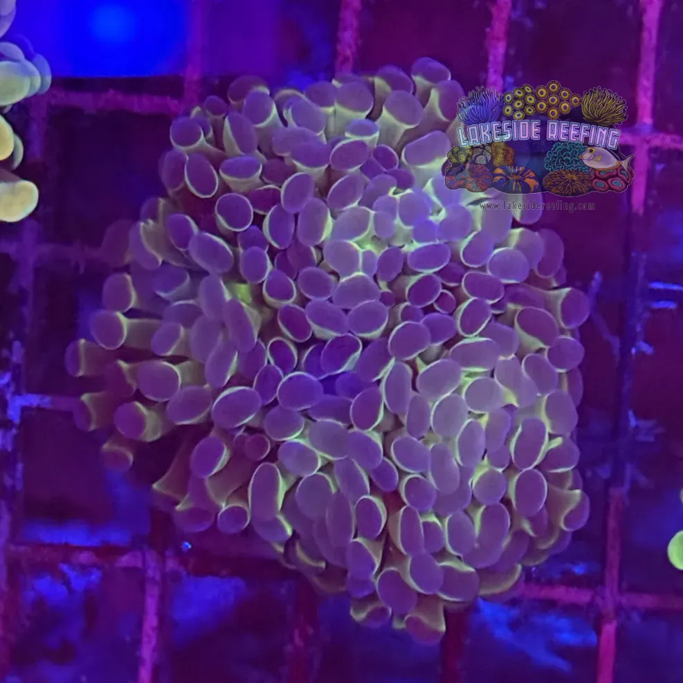 Branching Bi Color Electro Metallic Hammer Coral R2C4