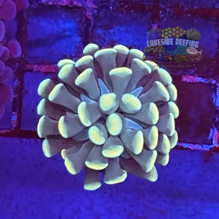 Branching Gold Green Hammer Coral R2D1