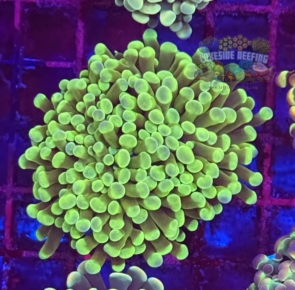 Branching Bright Green Gold Hammer Coral R2D4