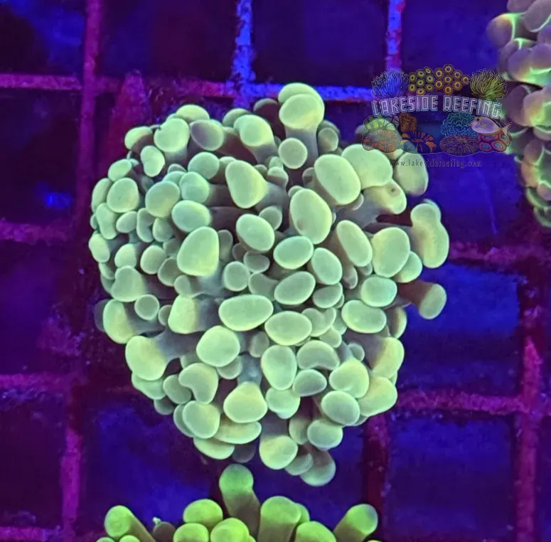 Branching Master Gold Hammer Coral R2D5