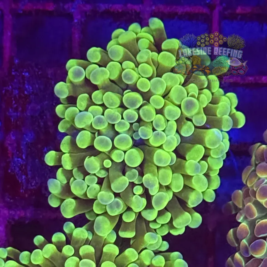 Branching Bright Green Gold Hammer Coral R2D7