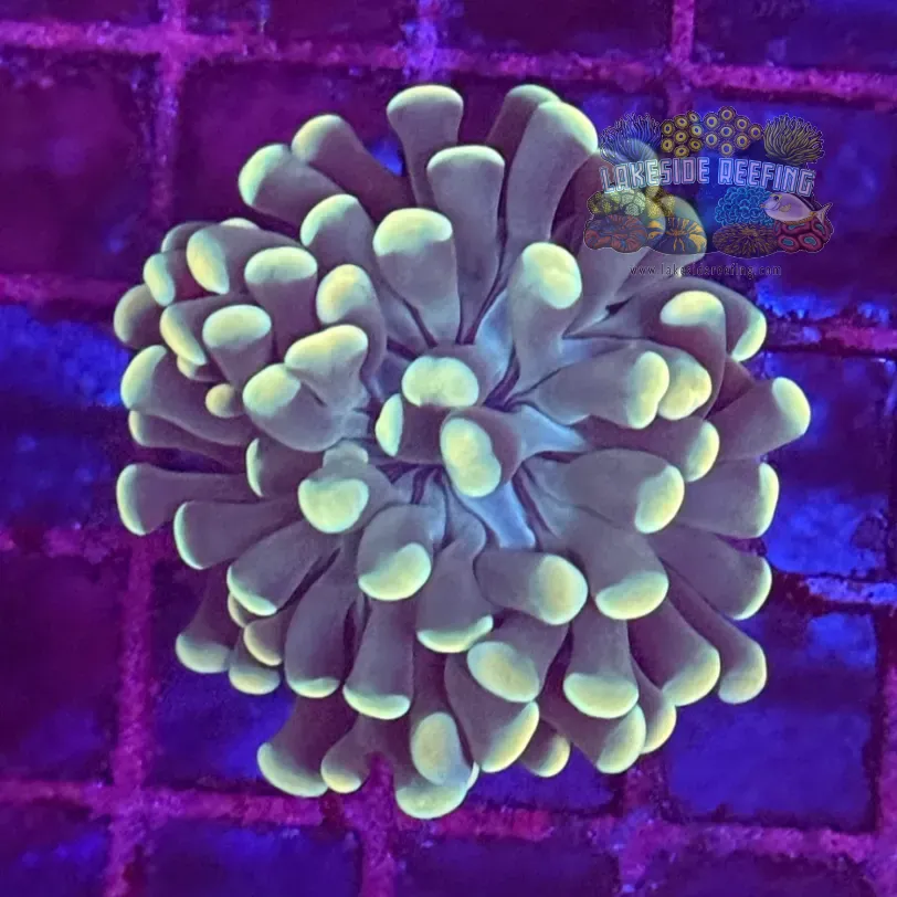 Branching Mint Green Gold Hammer Coral R2D8