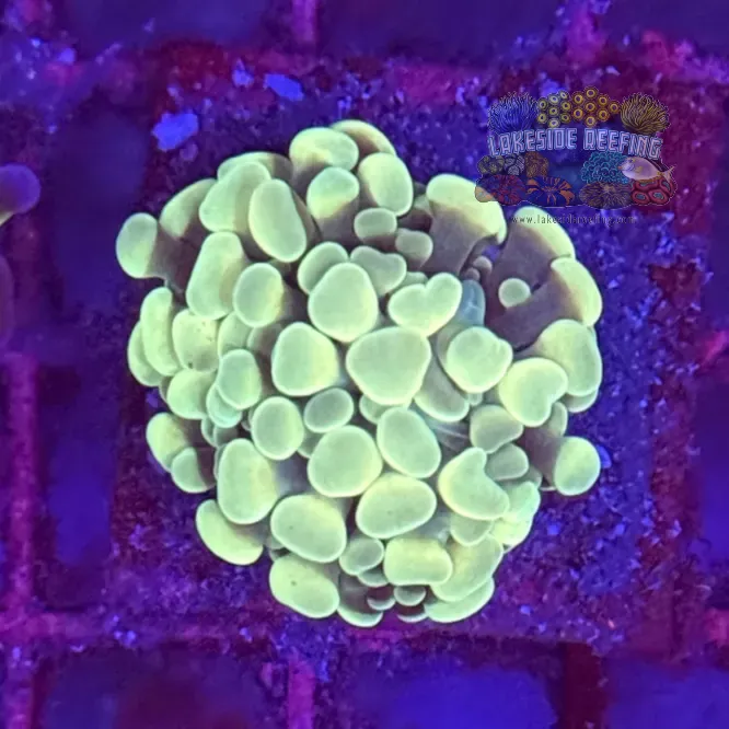 Branching Master Gold Hammer Coral R2D10