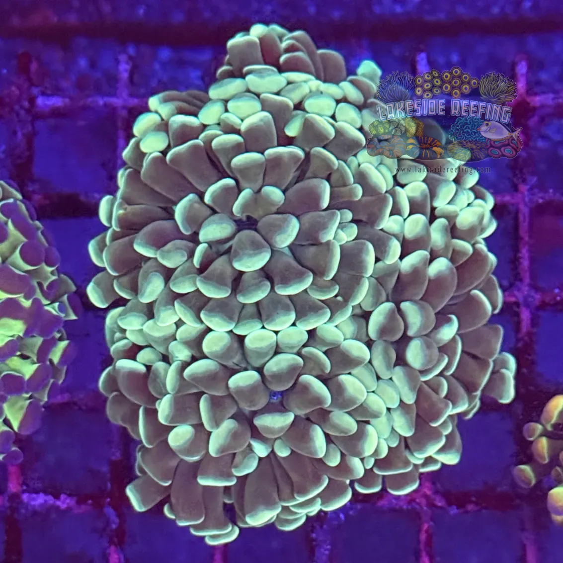 Branching Mint Green Hammer Coral R2D11