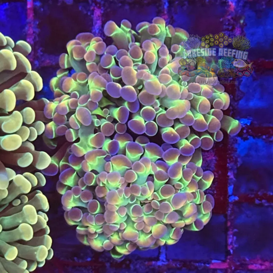 Ultra Hologram Hammer Coral R2E2