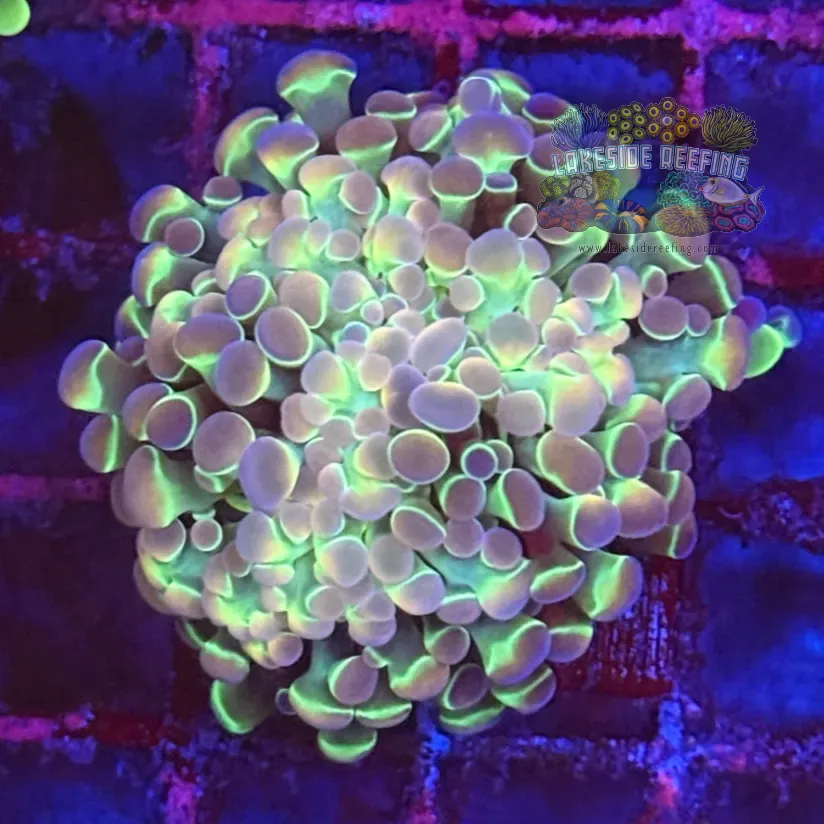 Ultra Hologram Hammer Coral R2E3