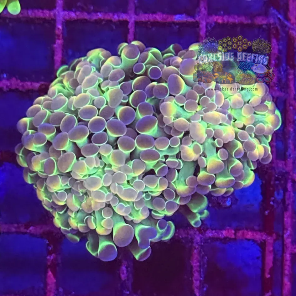 Ultra Hologram Hammer Coral R2E5