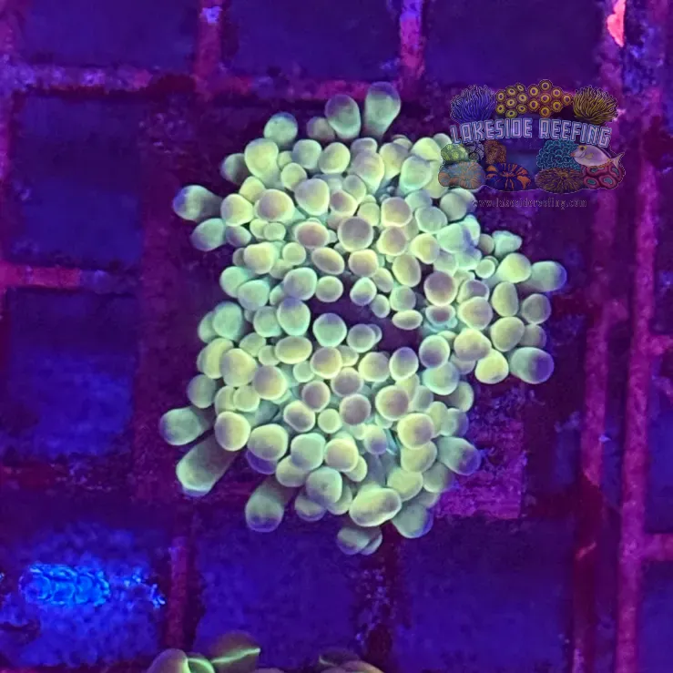 Ultra Hologram Hammer Coral R2E9