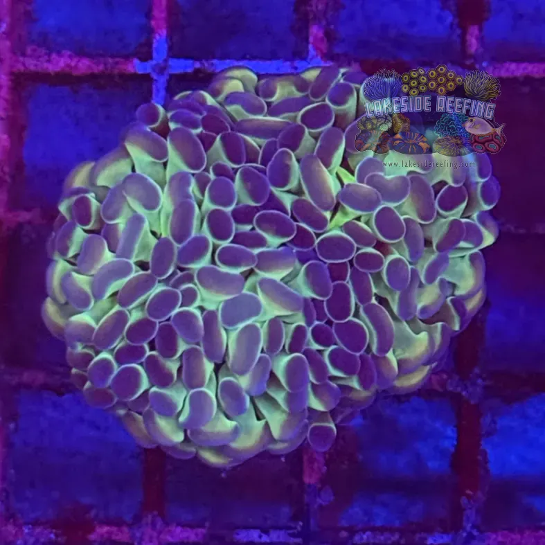 Ultra Hologram Hammer Coral R3A4