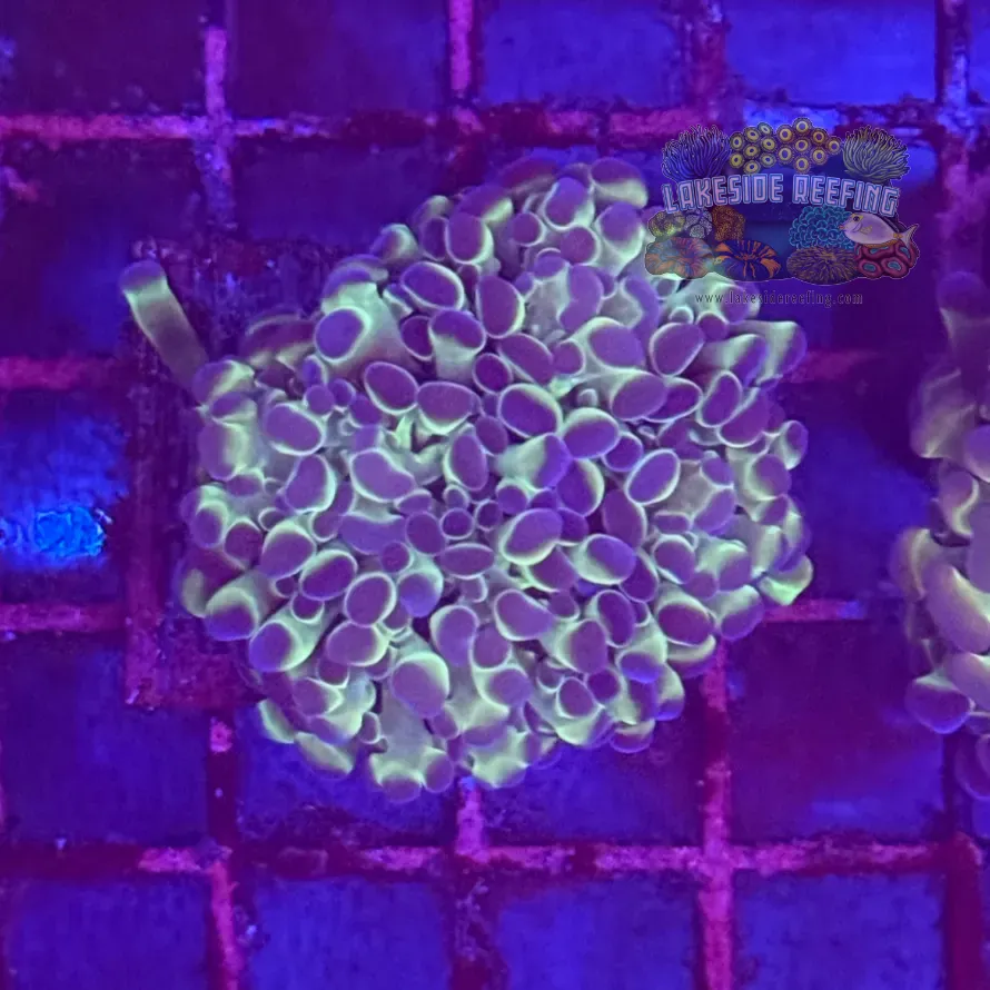Ultra Hologram Hammer Coral R3A8
