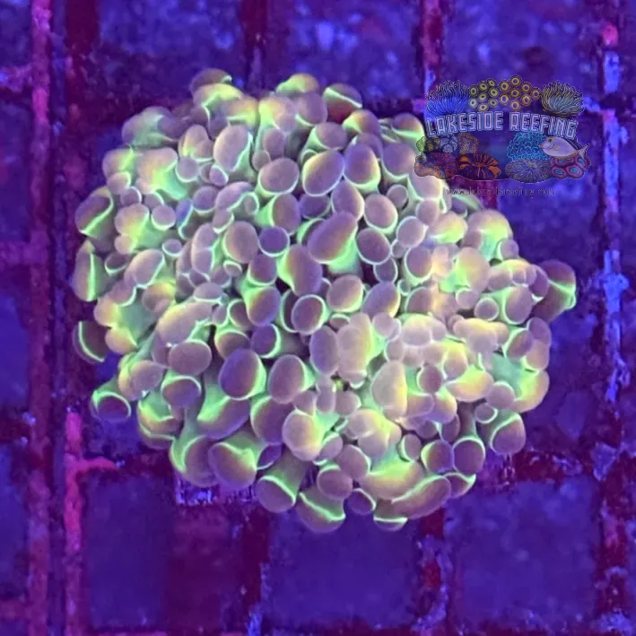 Ultra Hologram Hammer Coral R3A10