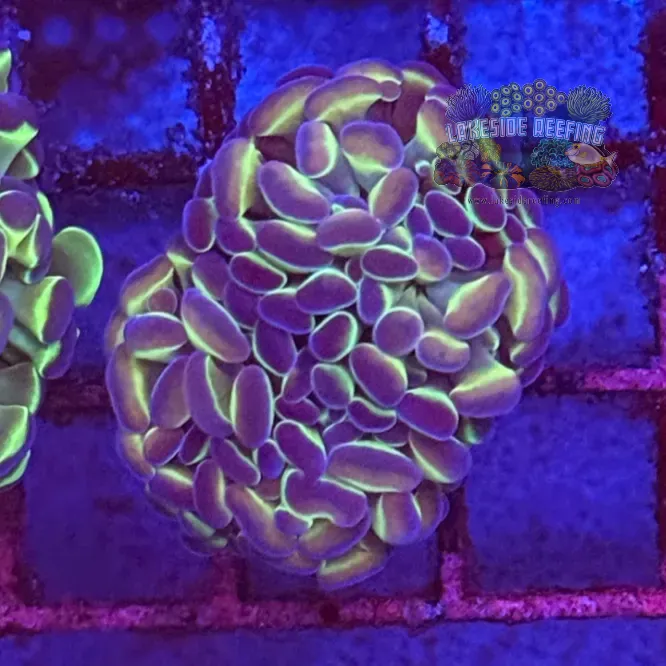 Ultra Hologram Hammer Coral R3B1