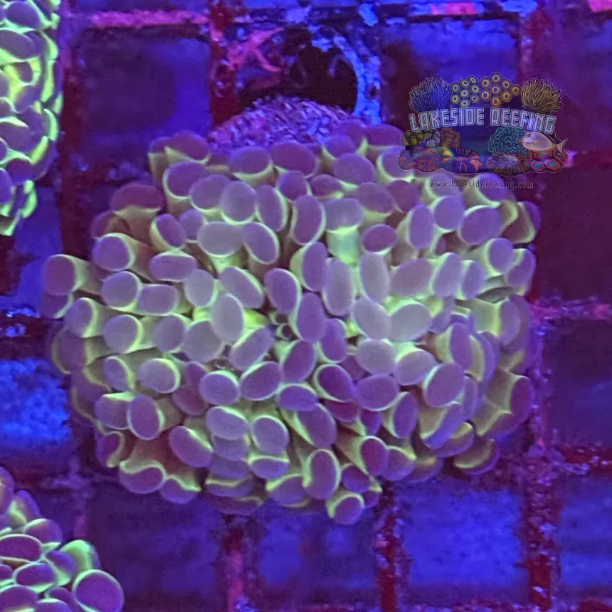 Ultra Hologram Hammer Coral R3B3