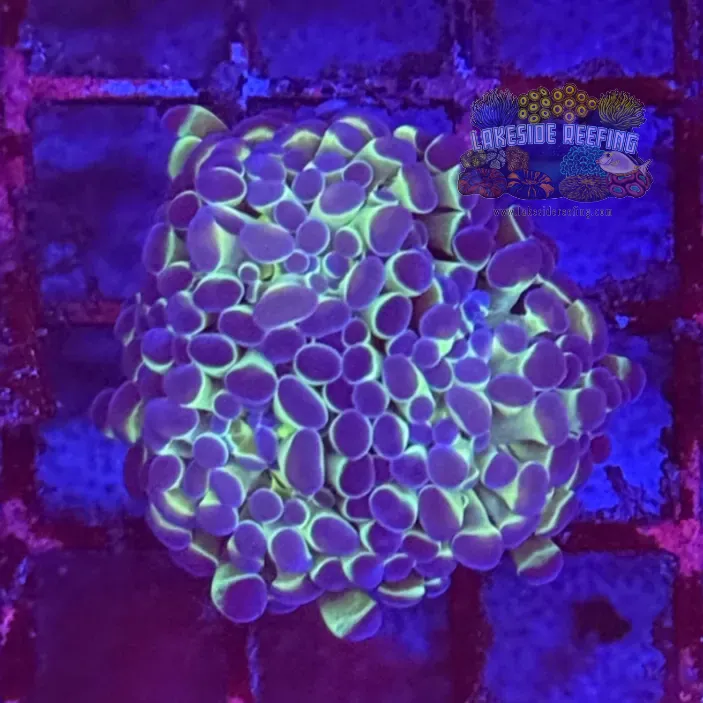 Ultra Hologram Hammer Coral R3B5