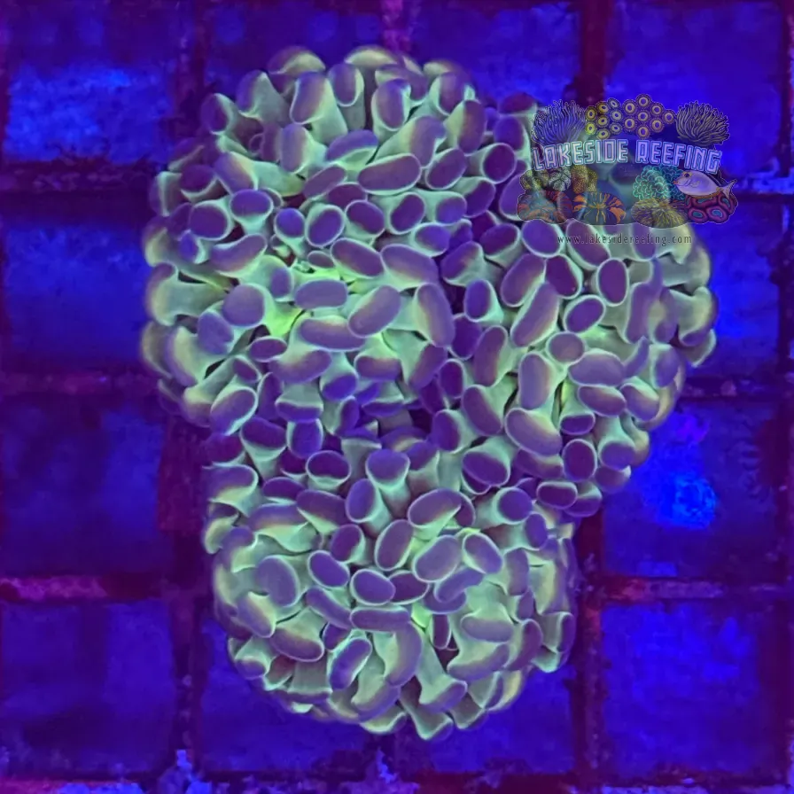 Ultra Hologram Hammer Coral R3B6