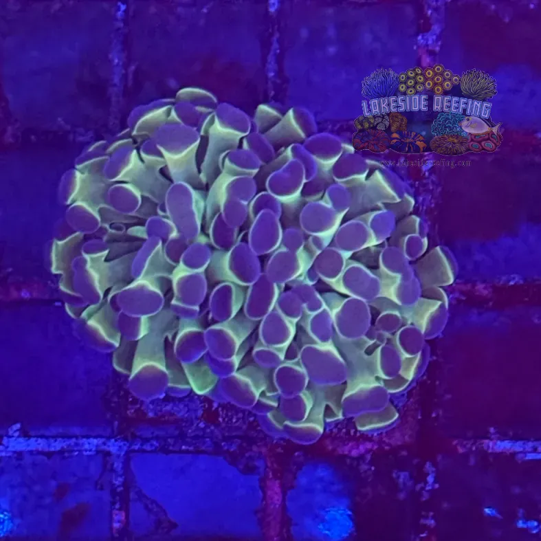 Ultra Hologram Hammer Coral R3B9
