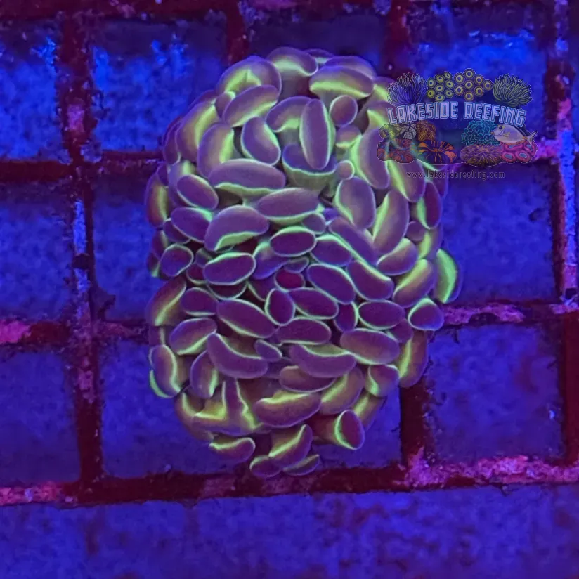 Ultra Hologram Hammer Coral R3C1