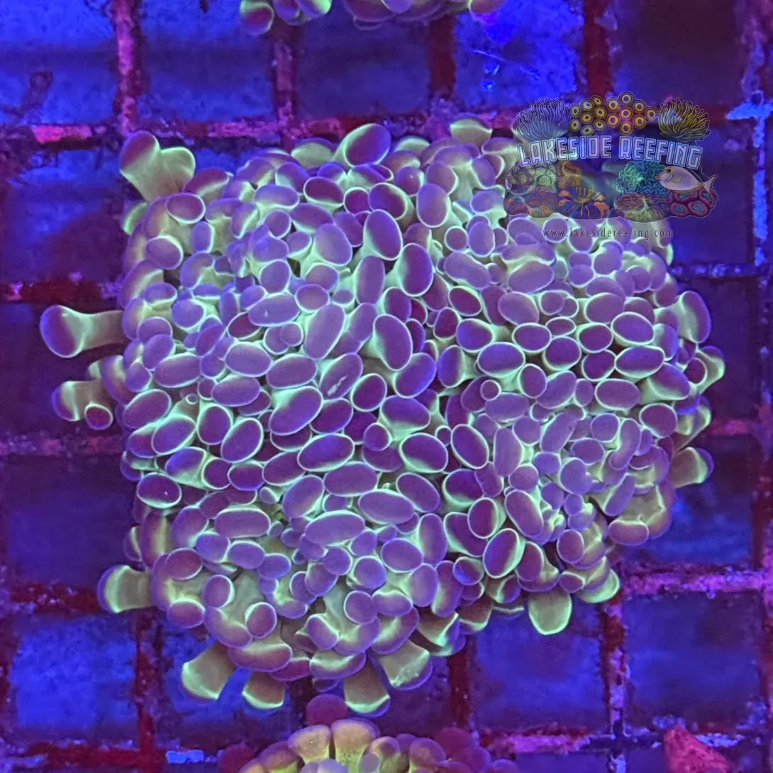 Ultra Hologram Hammer Coral R3C3