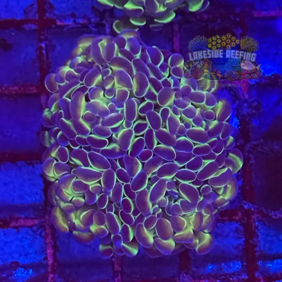 Ultra Hologram Hammer Coral R3C4