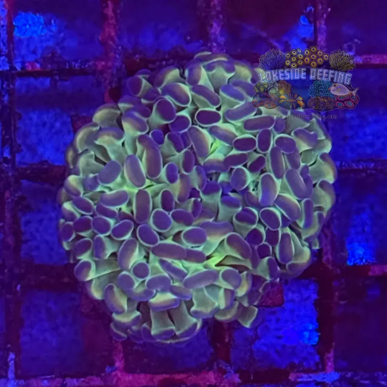 Ultra Hologram Hammer Coral R3C6