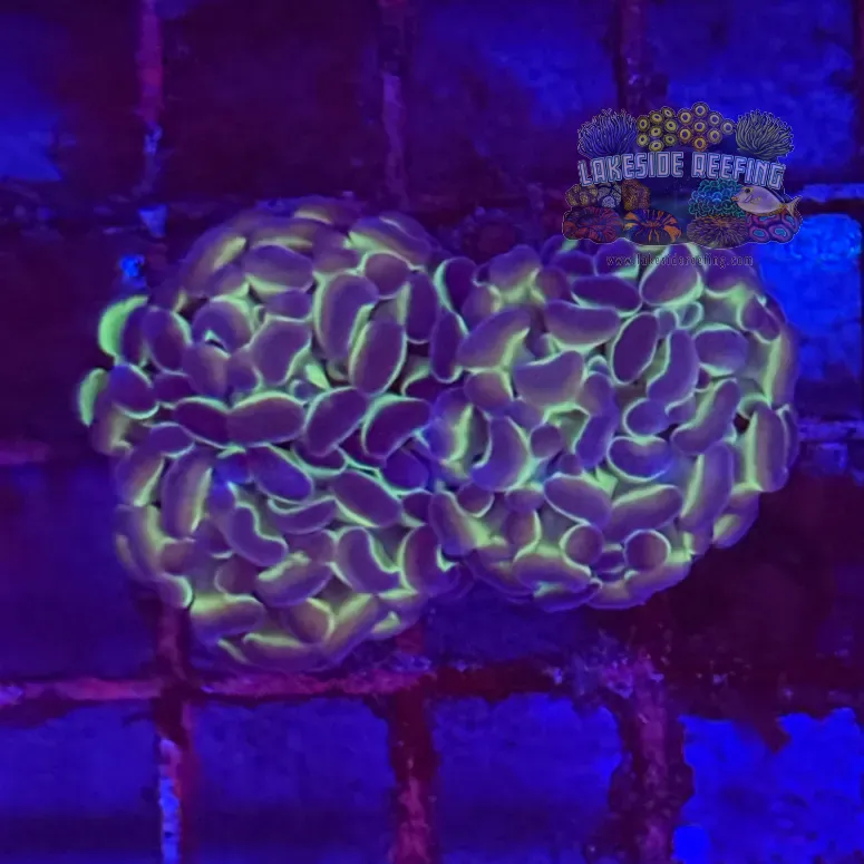Ultra Hologram Hammer Coral R3C7