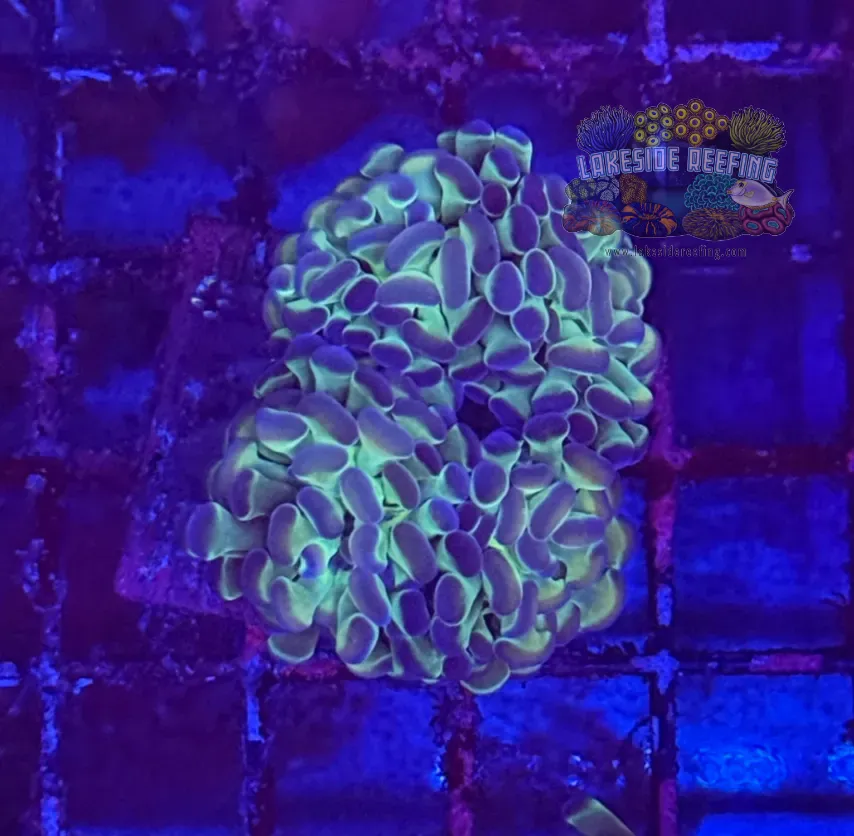 Ultra Hologram Hammer Coral R3C9