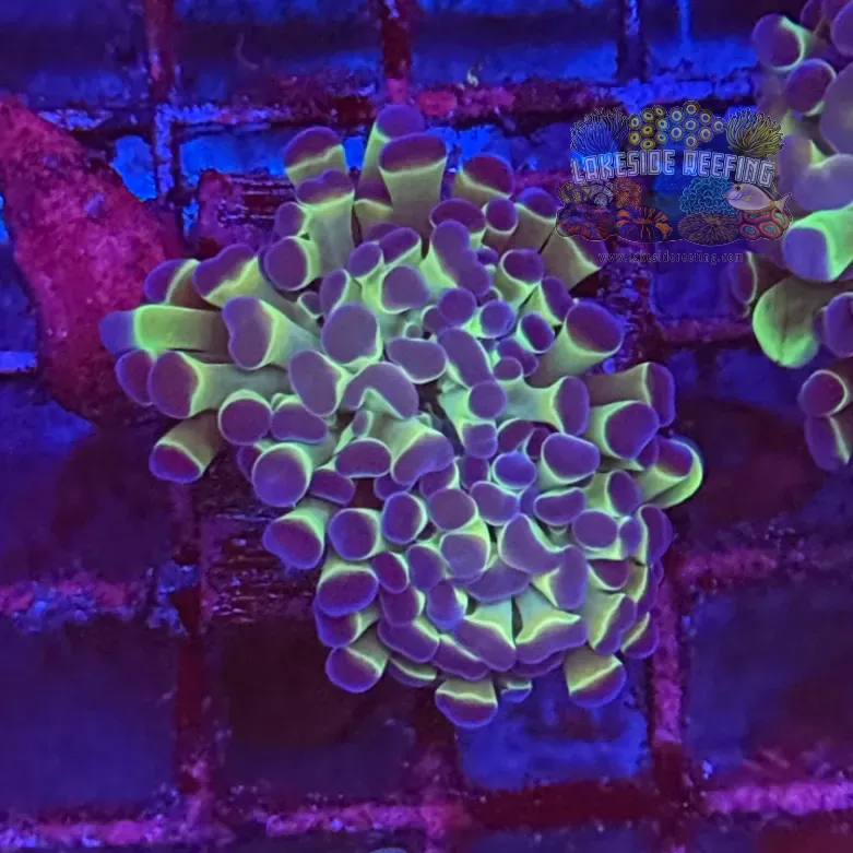 Ultra Hologram Hammer Coral R3D2