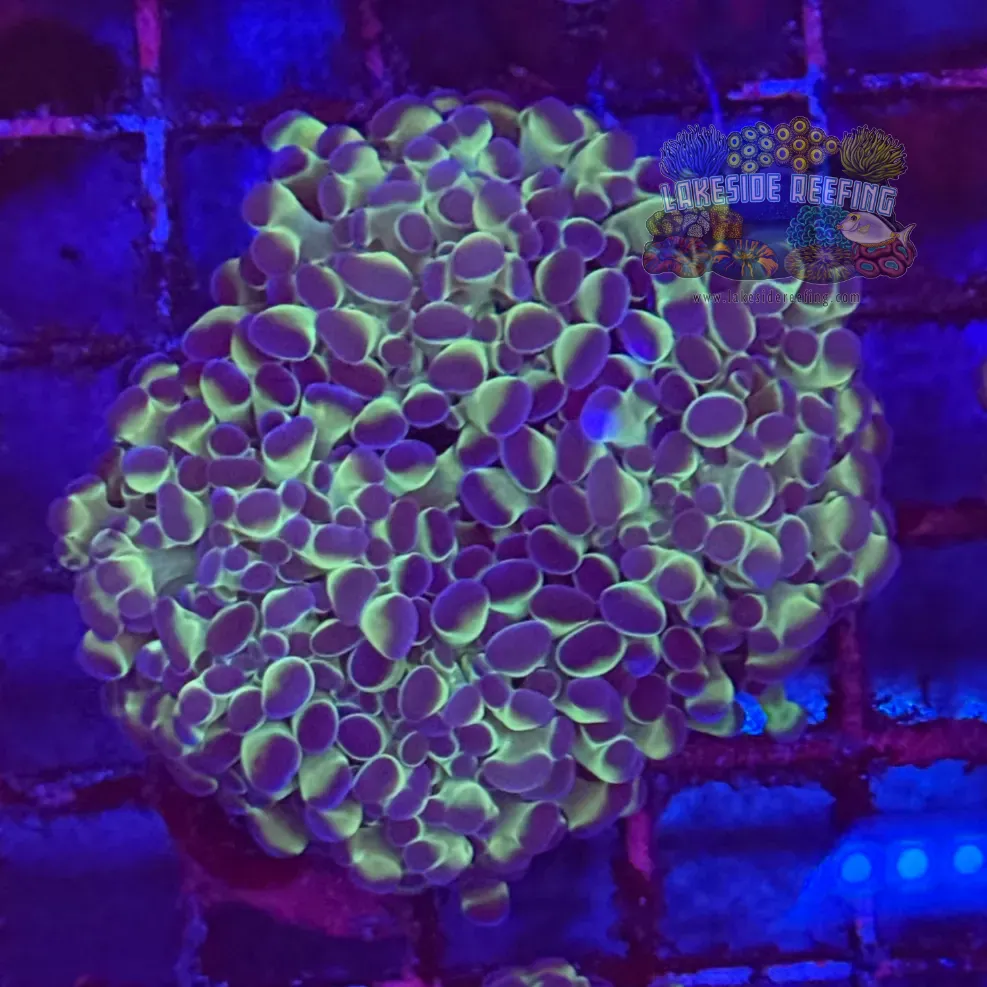 Ultra Hologram Hammer Coral R3D4
