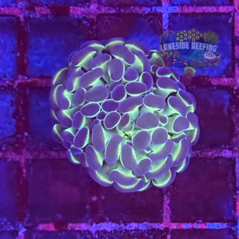 Ultra Hologram Hammer Coral R3D6