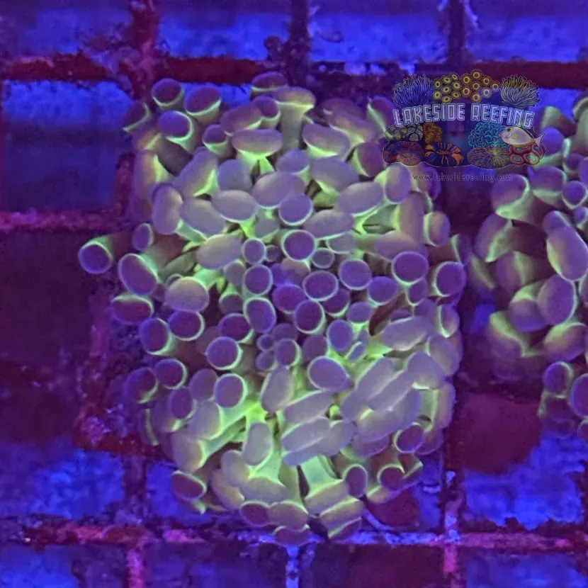 Ultra Hologram Hammer Coral R3D8
