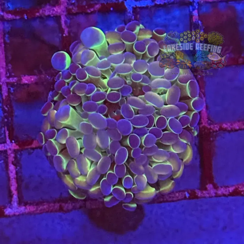 Ultra Hologram Hammer Coral R3E1